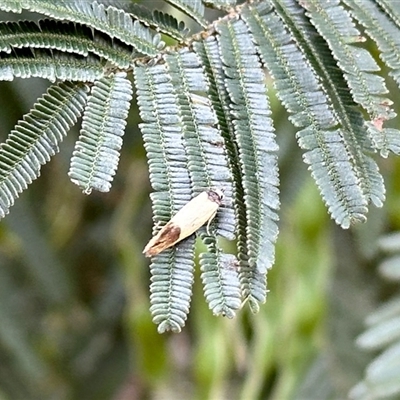 Merocroca automima at Aranda, ACT - 23 Oct 2025 by KMcCue