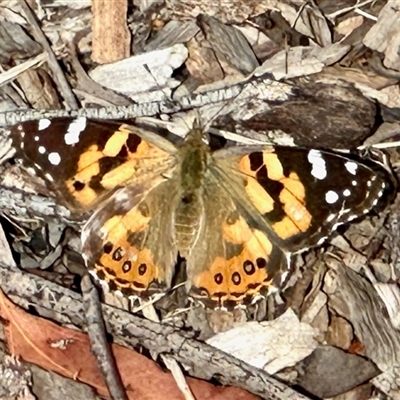 Vanessa kershawi (Australian Painted Lady) at Aranda, ACT - 23 Oct 2025 by KMcCue