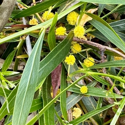 Acacia (genus) (A Wattle) at Aranda, ACT - 23 Oct 2025 by KMcCue