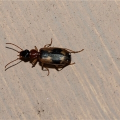 Anomotarus crudelis (Carab beetle) at Higgins, ACT - 22 Oct 2025 by AlisonMilton