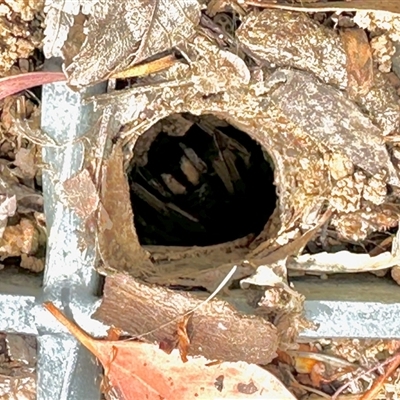 Lycosidae (family) (Wolf spider) at Aranda, ACT - 23 Oct 2025 by KMcCue