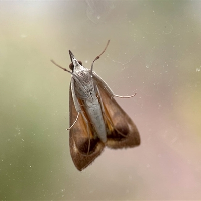 Uresiphita ornithopteralis (Tree Lucerne Moth) at Aranda, ACT - 22 Oct 2025 by KMcCue