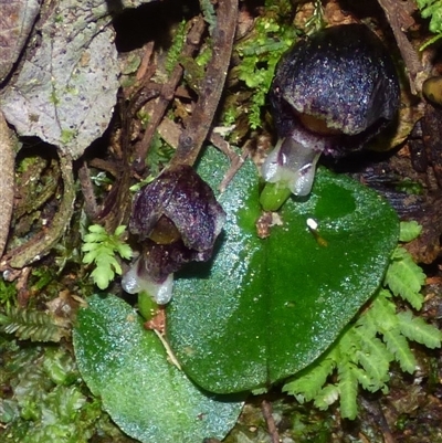 Corysanthes incurva at Wellington Park, TAS - 25 Oct 2025 by VanessaC
