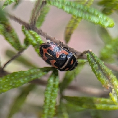 Choerocoris variegatus (Variable Jewel Bug) at Acton, ACT - 25 Oct 2025 by Miranda