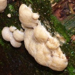 Unverified Other fungi on wood at Wellington Park, TAS - 25 Oct 2025 by VanessaC