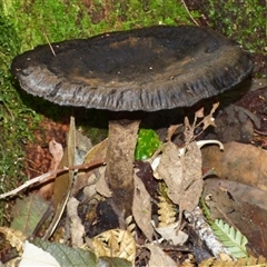 Sanguinoderma rude (Red-staining Stalked Polypore) at Wellington Park, TAS - 25 Oct 2025 by VanessaC
