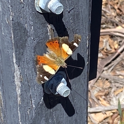 Vanessa itea (Yellow Admiral) at Yaouk, NSW - 25 Oct 2025 by AdamHenderson