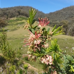 Grevillea iaspicula (Wee Jasper Grevillea) by Bubbles