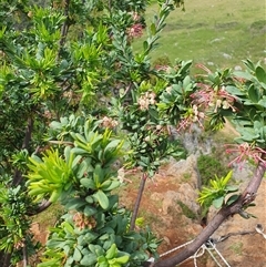 Grevillea iaspicula at suppressed - suppressed