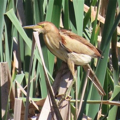 Ixobrychus dubius (Australian Little Bittern) at Fyshwick, ACT - 24 Oct 2025 by RodDeb
