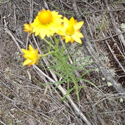 Xerochrysum viscosum (Sticky Everlasting) at Bywong, NSW - 25 Oct 2025 by GJB
