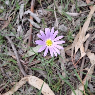 Unverified Daisy at  - suppressed by GJB