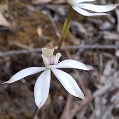 Caladenia moschata (Musky Caps) at Bywong, NSW - 25 Oct 2025 by GJB