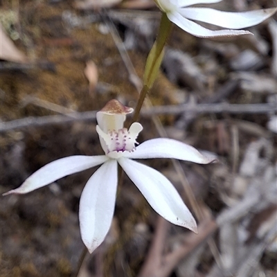 Caladenia moschata (Musky Caps) at Bywong, NSW - 25 Oct 2025 by GJB