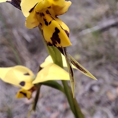 Diuris sulphurea (Tiger Orchid) at Bywong, NSW - 25 Oct 2025 by GJB