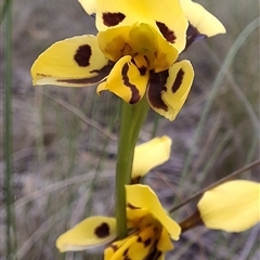 Diuris sulphurea (Tiger Orchid) at Bywong, NSW - 25 Oct 2025 by GJB