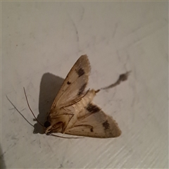 Helicoverpa punctigera (Native Budworm) at Watson, ACT - 22 Oct 2025 by abread111