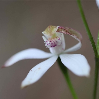 Caladenia moschata (Musky Caps) at Moruya, NSW - 18 Oct 2025 by LisaH