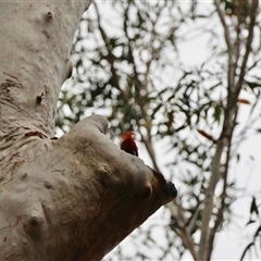 Callocephalon fimbriatum by LisaH