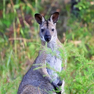 Notamacropus rufogriseus at  - suppressed by LisaH