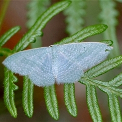 Poecilasthena thalassias (Sea-blue Delicate) by LisaH