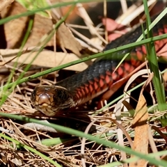 Pseudechis porphyriacus (Red-bellied Black Snake) at Moruya, NSW - 19 Oct 2025 by LisaH
