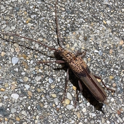 Scolecobrotus variegatus at Reid, ACT - 25 Oct 2025 by Pirom