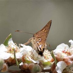 Dispar compacta by LisaH