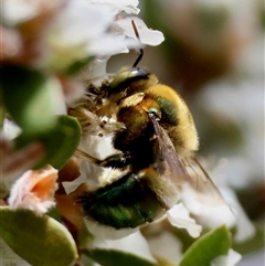 Xylocopa (Lestis) aerata (Metallic Green Carpenter Bee, Golden-Green Carpenter Bee) at Moruya, NSW - 19 Oct 2025 by LisaH