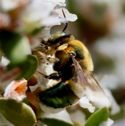 Xylocopa (Lestis) aerata (Metallic Green Carpenter Bee, Golden-Green Carpenter Bee) at Moruya, NSW - 19 Oct 2025 by LisaH