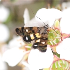 Petalanthes hexastera (A Concealer moth (Eulechria group)) at Cook, ACT - 25 Oct 2025 by Harrisi