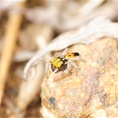 Maratus purcellae (Purcell's peacock spider) at Whitlam, ACT - 25 Oct 2025 by Harrisi