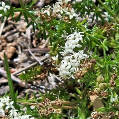 Asperula conferta (Common Woodruff) at Weetangera, ACT - 25 Oct 2025 by sangio7