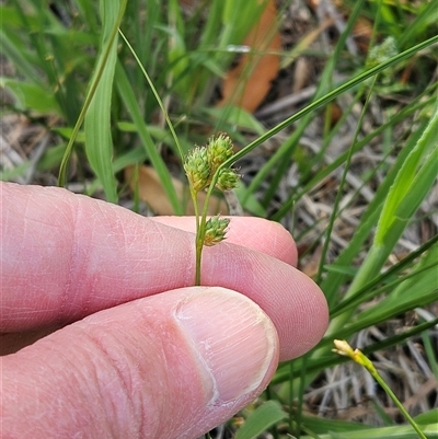 Carex inversa (Knob Sedge) at Weetangera, ACT - 25 Oct 2025 by sangio7