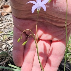 Wahlenbergia capillaris (Tufted Bluebell) at Weetangera, ACT - 25 Oct 2025 by sangio7