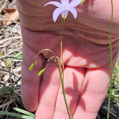 Wahlenbergia capillaris (Tufted Bluebell) at Weetangera, ACT - 25 Oct 2025 by sangio7