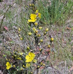 Hibbertia obtusifolia (Grey Guinea-flower) at Hawker, ACT - 25 Oct 2025 by sangio7