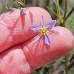 Dianella sp. aff. longifolia (Benambra) (Pale Flax Lily, Blue Flax Lily) at Hawker, ACT - 25 Oct 2025 by sangio7
