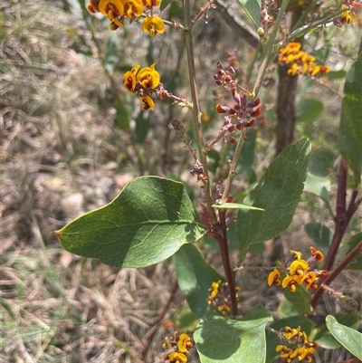 Daviesia latifolia at Paddys River, NSW - 25 Oct 2025 by JaneR