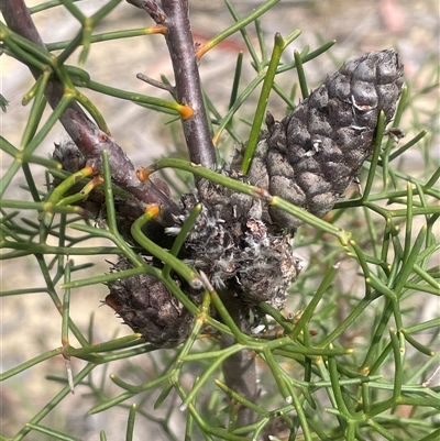 Petrophile sessilis at Bundanoon, NSW - 25 Oct 2025 by JaneR