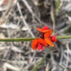 Daviesia alata at Bundanoon, NSW - 25 Oct 2025 by JaneR