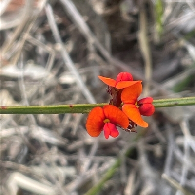 Daviesia alata at Bundanoon, NSW - 25 Oct 2025 by JaneR