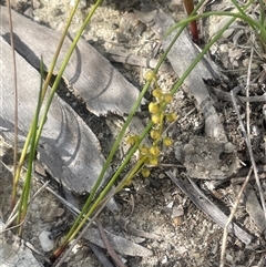 Lomandra cylindrica (Needle Mat-rush) at Bundanoon, NSW - 25 Oct 2025 by JaneR