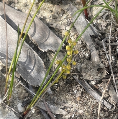 Lomandra cylindrica (Needle Mat-rush) at Bundanoon, NSW - 25 Oct 2025 by JaneR