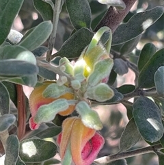 Grevillea arenaria at Griffith, ACT - 16 Oct 2025 by ianandlibby1