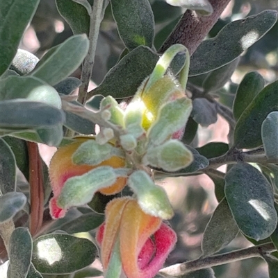 Grevillea arenaria at Griffith, ACT - 16 Oct 2025 by ianandlibby1
