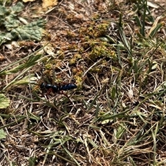 Diamma bicolor (Blue ant, Bluebottle ant) at Burra, NSW - 25 Oct 2025 by Intersection99