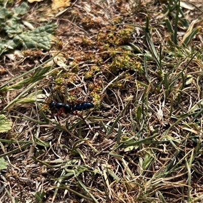 Diamma bicolor (Blue ant, Bluebottle ant) at Burra, NSW - 25 Oct 2025 by Intersection99