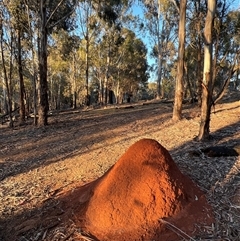 Unverified Insect at Lyneham, ACT - 24 Oct 2025 by Intersection99