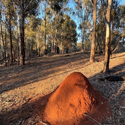 Unverified Insect at Lyneham, ACT - 24 Oct 2025 by Intersection99